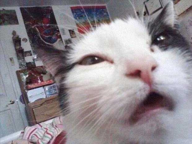 if cats took selfies (2)