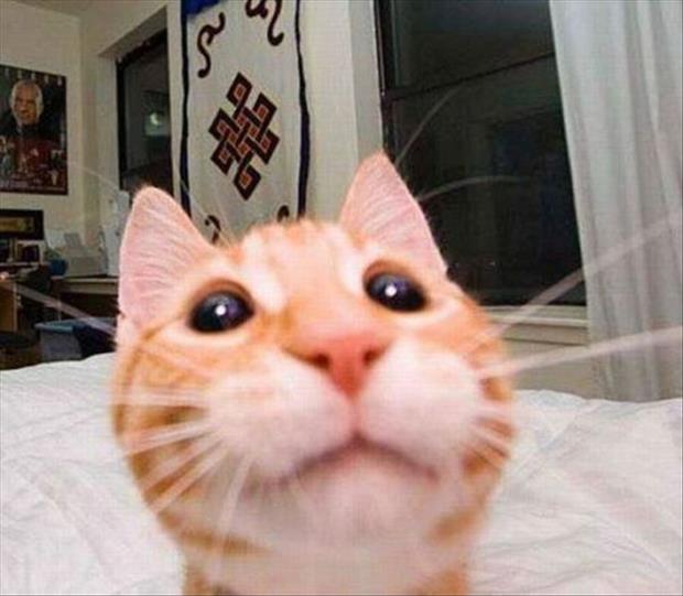 if cats took selfies (22)