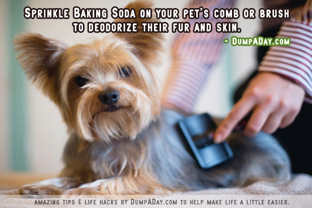 Amazing uses for Baking Soda- Pet deodorizer