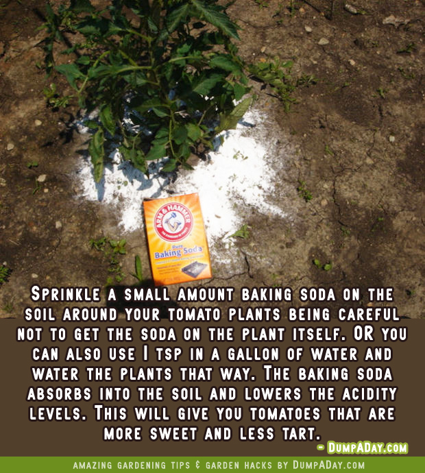 DumpADay Garden Hacks- Baking Soda for sweeter tomatoes