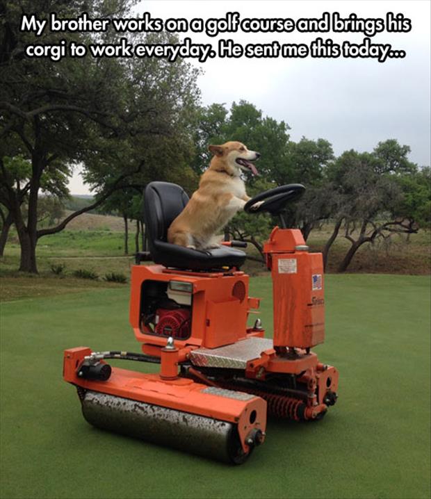 dog on golf course