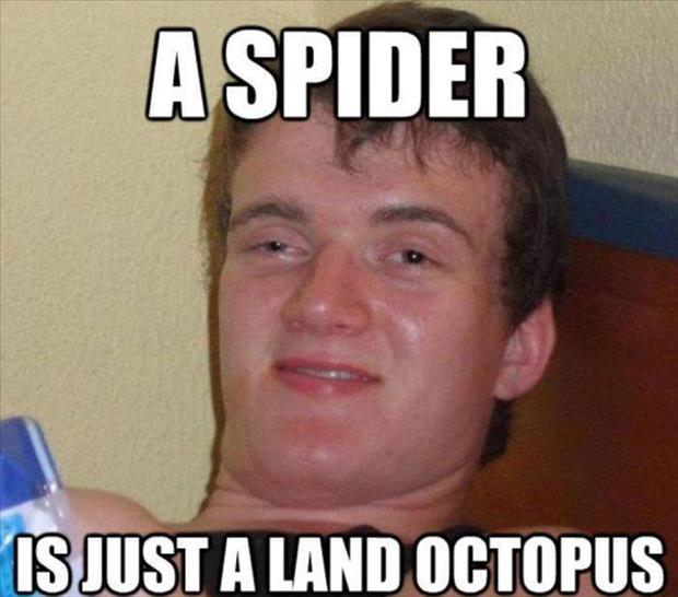 spiders are land octopuses