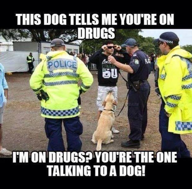 talking dog tells me you're on drugs