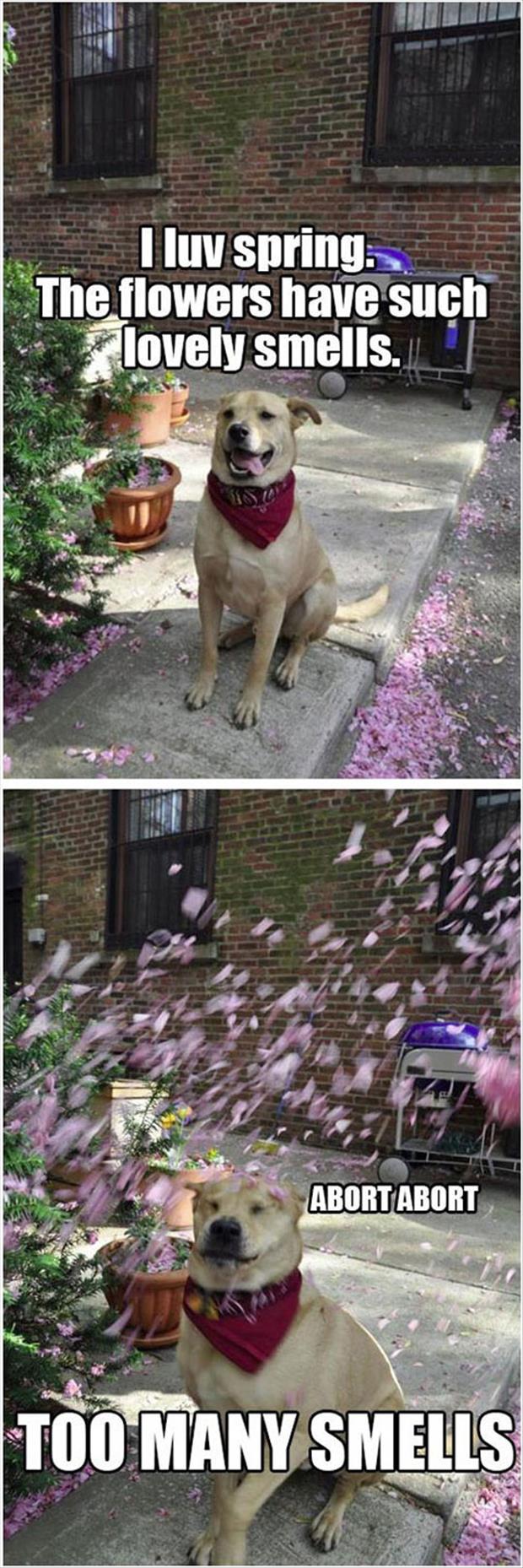 the dog loves spring time