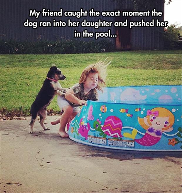 the dog pushes a kid into a pool