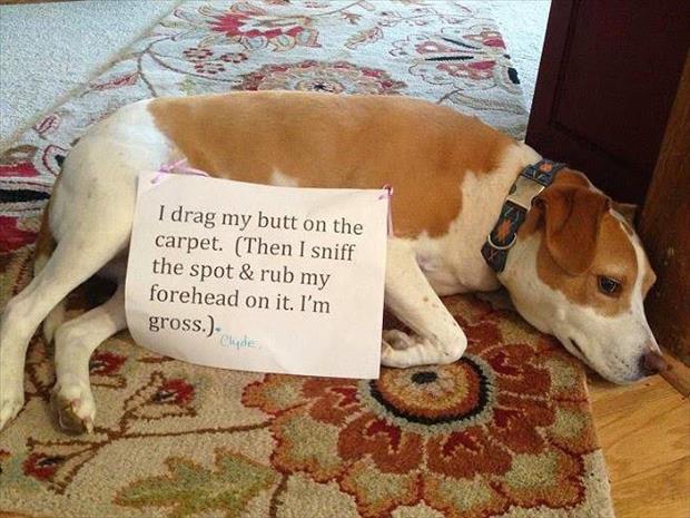 the dog shaming