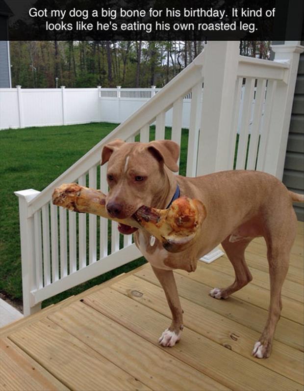 the dog with a big bone