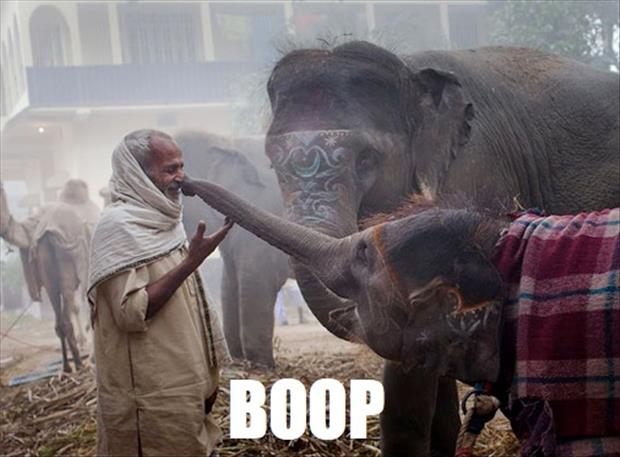 boop