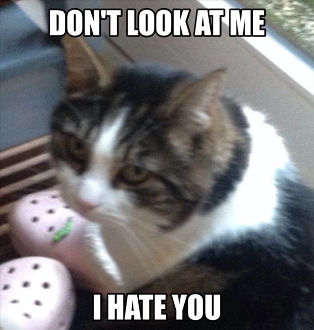 I Dislike Cats And It Would Seem The Feeling Is Mutual 18 Pics