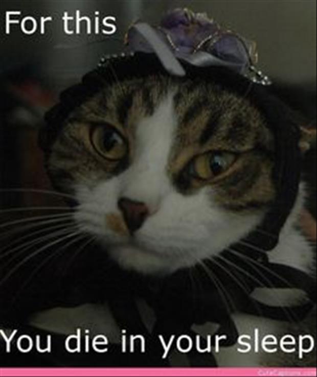 I Dislike Cats And It Would Seem The Feeling Is Mutual 18 Pics