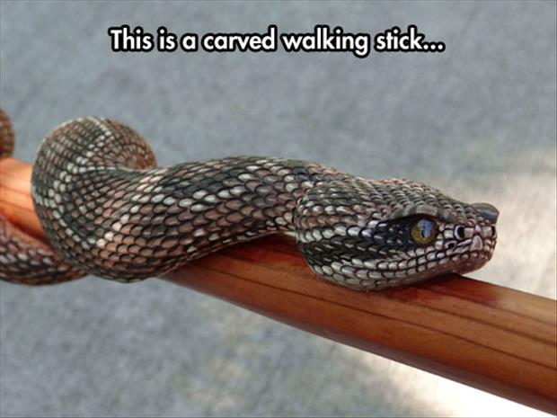 cool-carved-walking-stick-snake