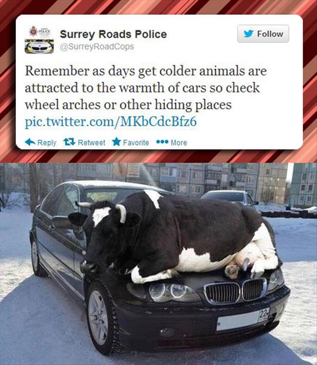 cows love cars