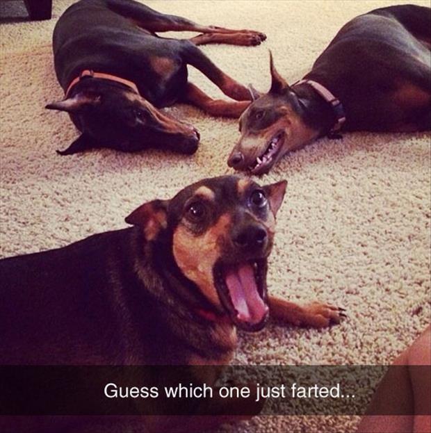 dog farts