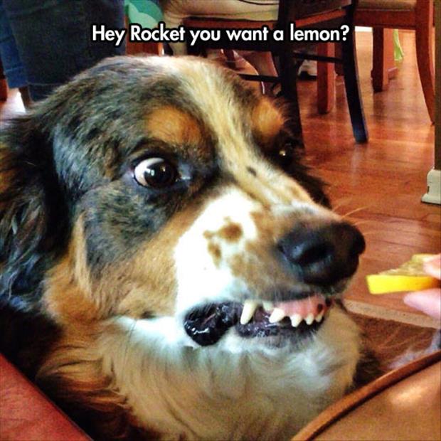 dog wants a lemon