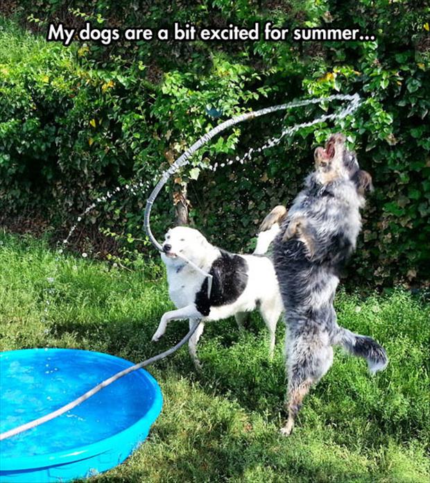 dogs love summer