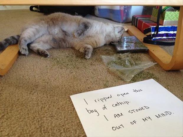 funny cat shaming