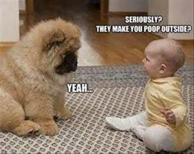 funny dogs (6)