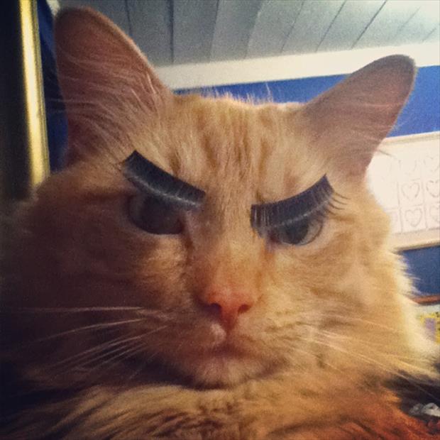 24 Cats Who Are (trying) To Bring Sexy Back