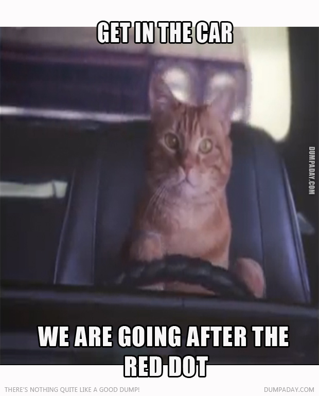 get in car red dot cat