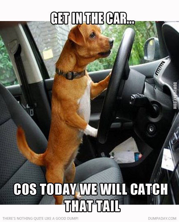 get in the car catch that tail