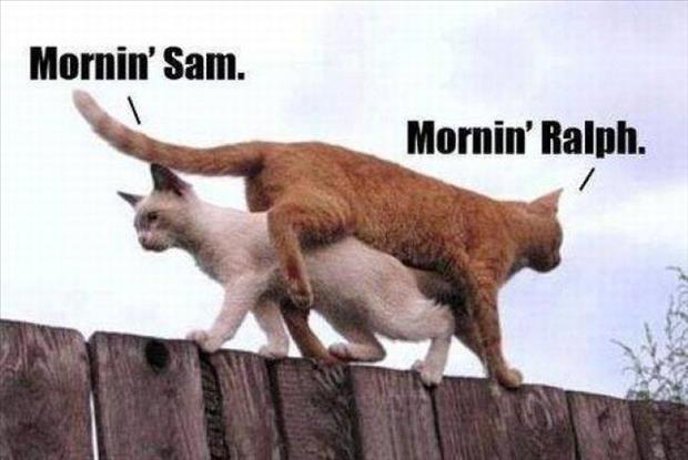 how cats say good morning