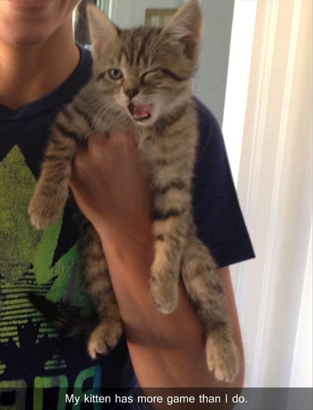 kitty winking