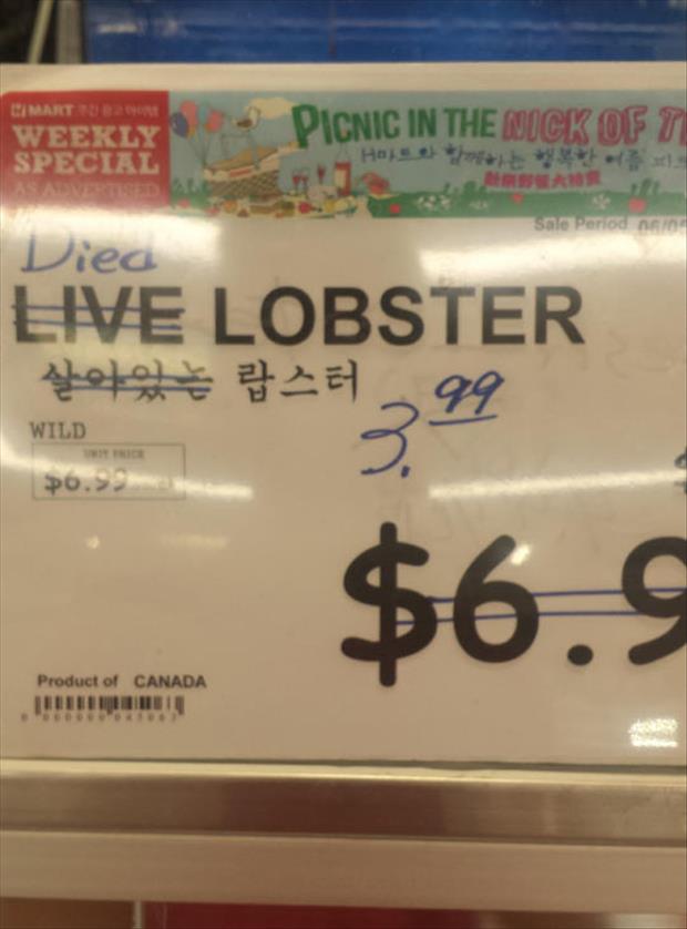 live lobster