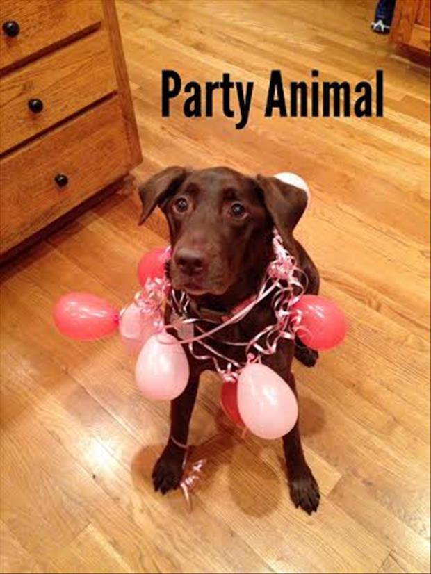 party animal