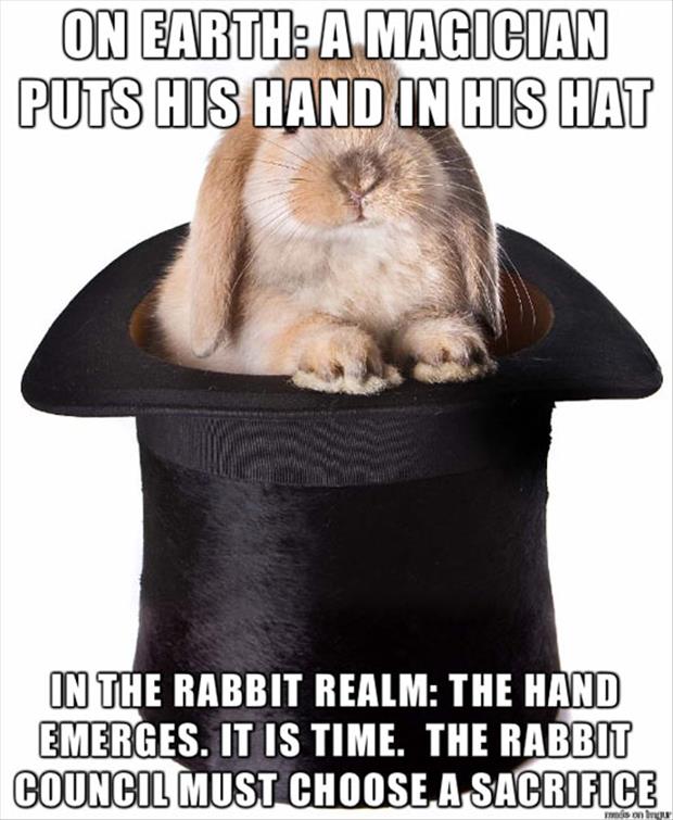 rabbit in a hat