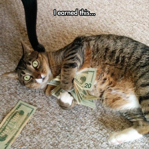 the cat earned his money