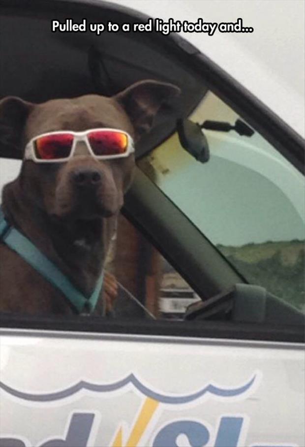 the dog with sunglasses