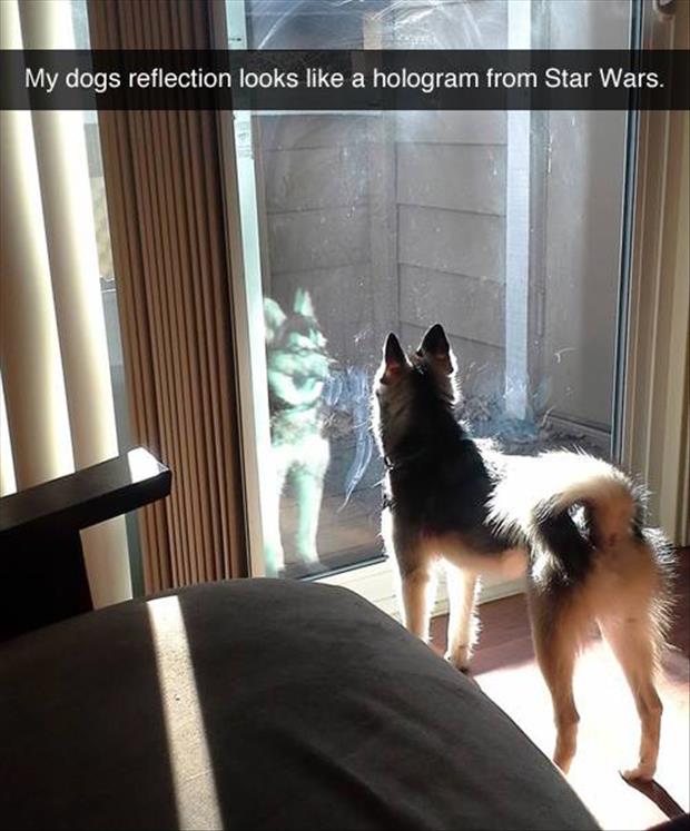 the dog's reflection