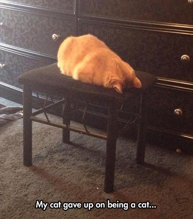 cat gave up on being a cat