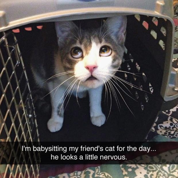 cat looks nervous