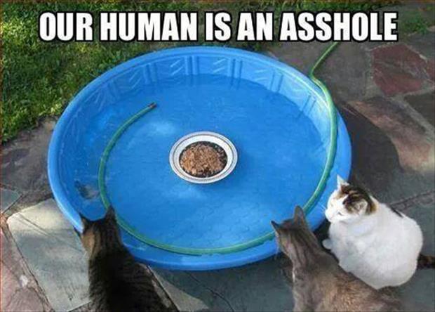 humans-are-assholes.jpg