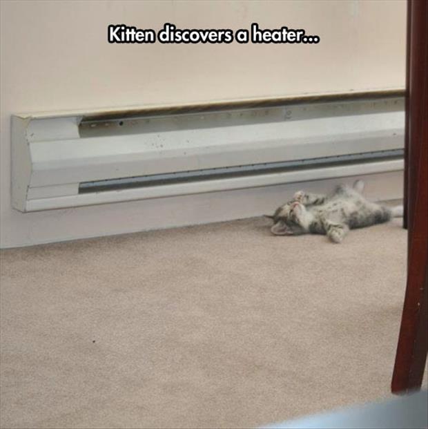 kitten finds heater