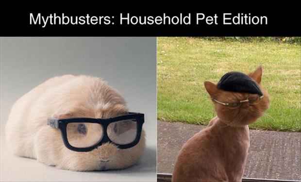 mythbusters cats