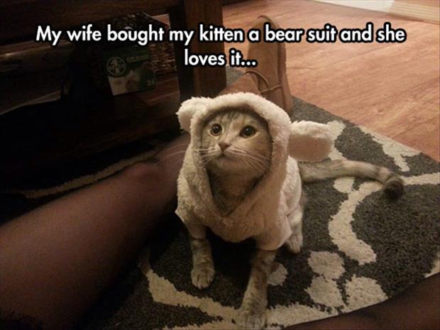 the cat loves the bear suit