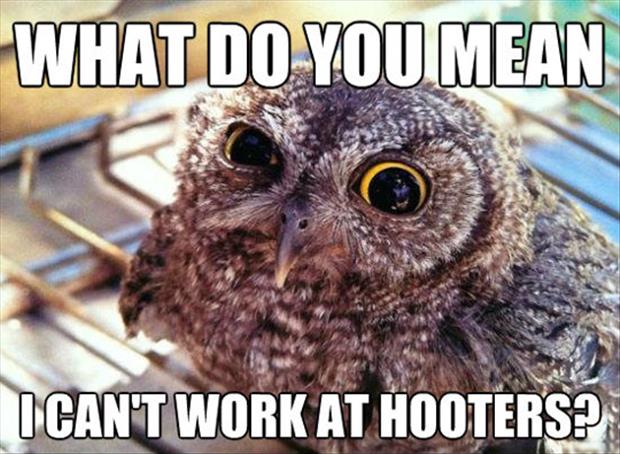 I want to work at hooters