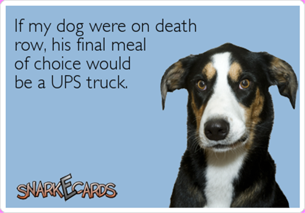 a dog on death row