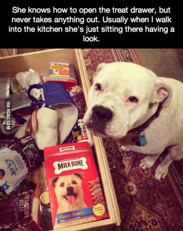 a dog's treat drawer