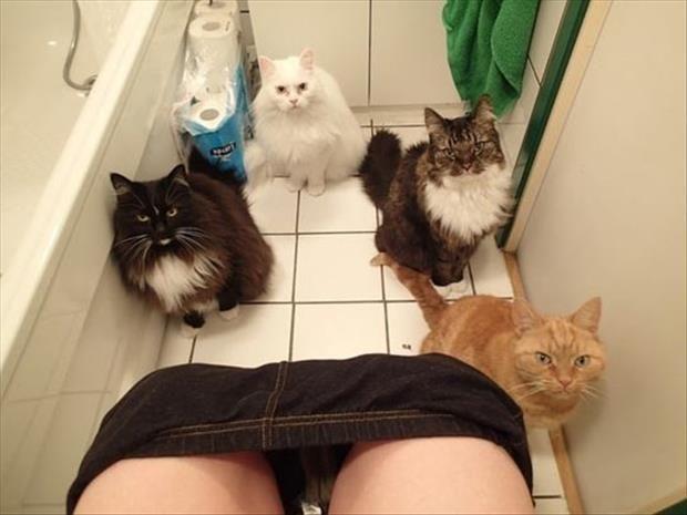 cats watch me poop