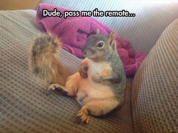 dude pass me the remote squirrel