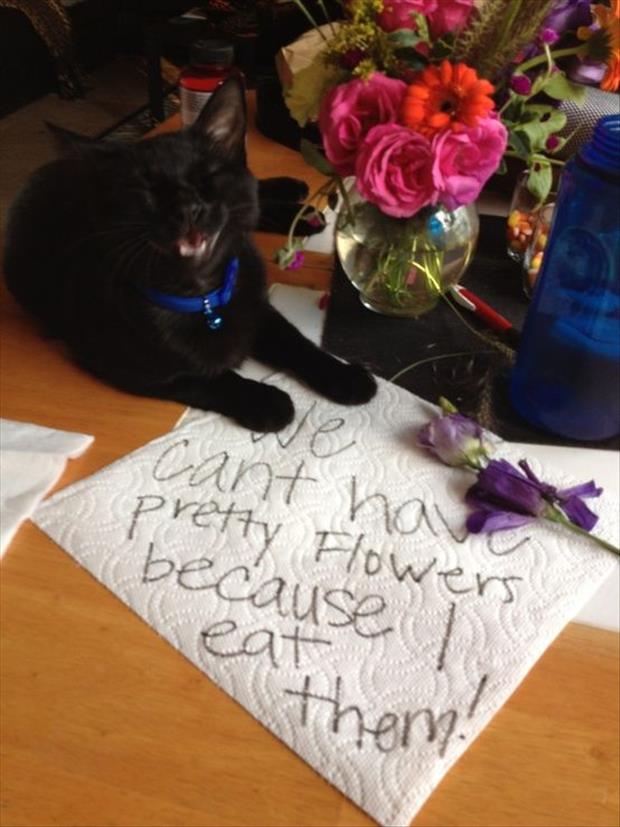 flowers cat eats them