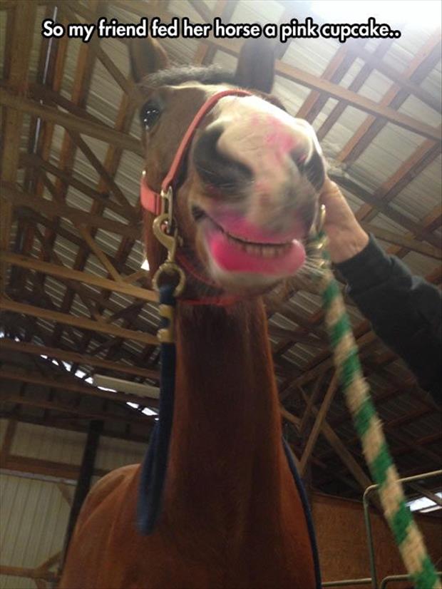 horse loves cupcakes