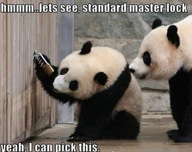 panda picks a lock