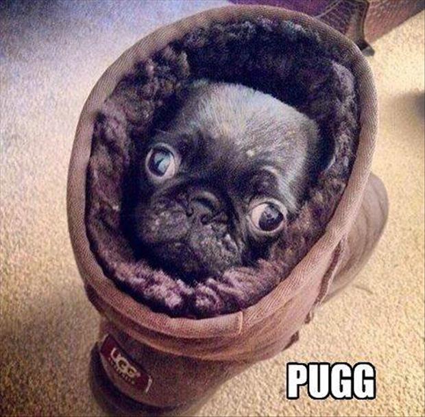 pug in a boot