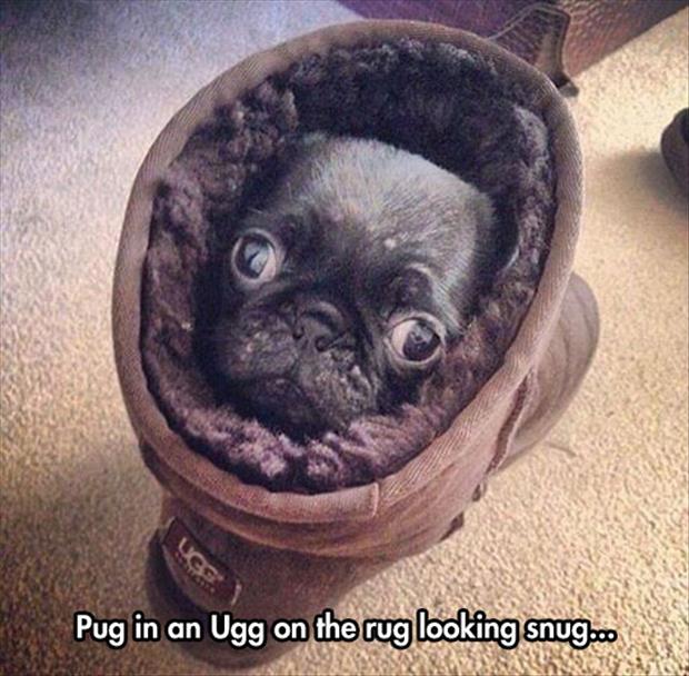 pug in an ugh boot