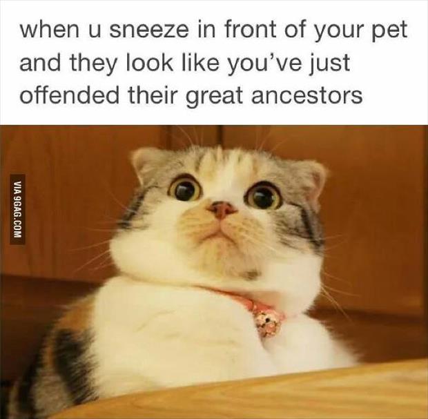 sneezing in front of the pets