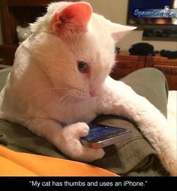 the cat has phones